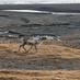 The reindeer can see spring already - Photo: Gudmundur Tomasson